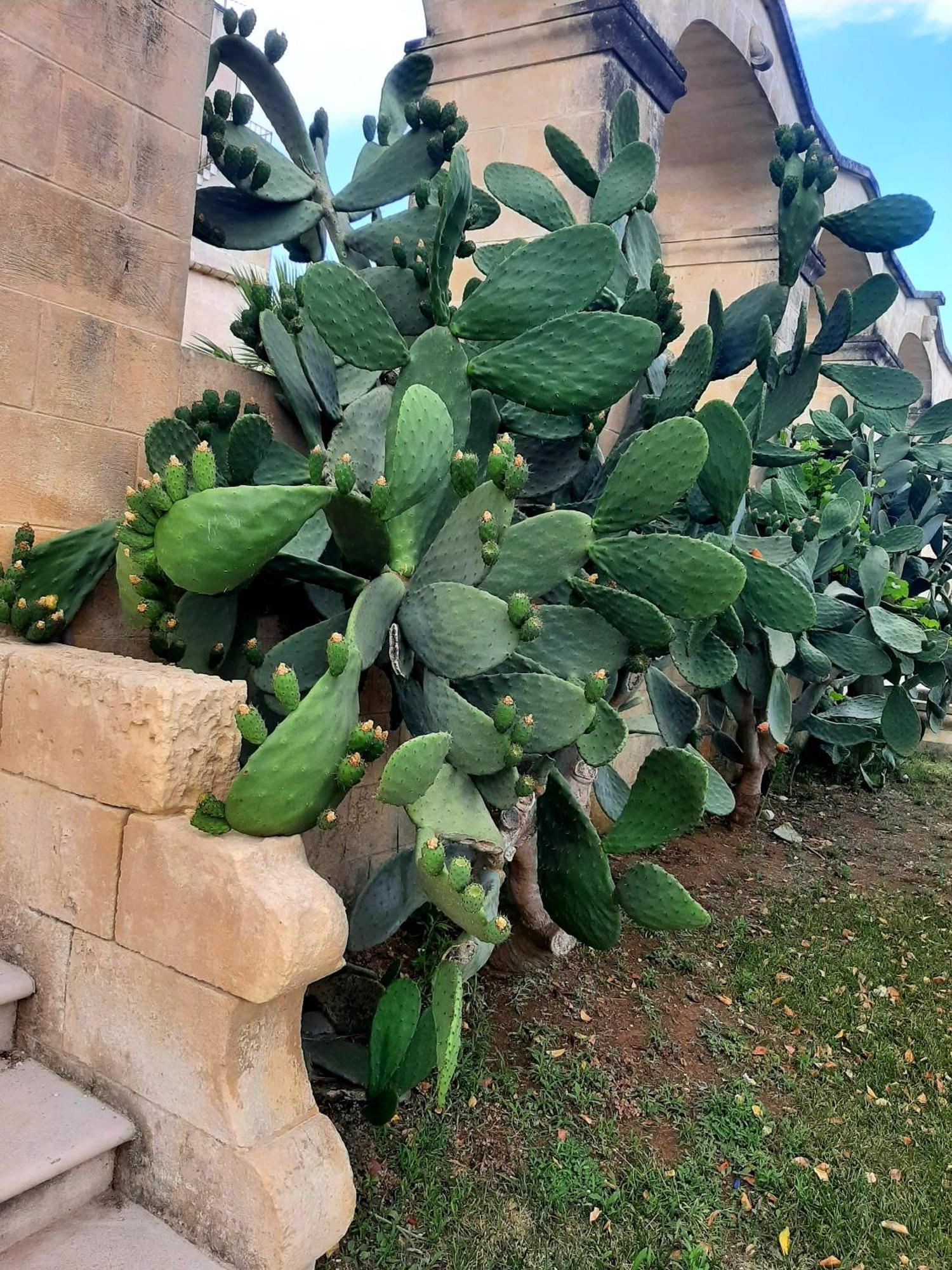 Villa Carrieri مارينا دي ليتسانو المظهر الخارجي الصورة